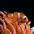 Real Clownfish in tropical aquarium app for free