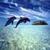 Lovely Dolphins Cute Live Wallpaper icon