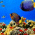 Aquatic Sea Live Wallpaper icon