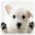 Dog Cute Wallpaper icon