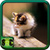 Free Download Cute Cat Wallpapers icon