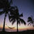 Amazing Twilight palms Wallpaper HD icon