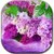 Lilac lwp icon