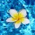 FLOATING FLOWER LIVE WALLPAPER  icon