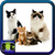 Cats And Kittens Pictures icon