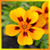 Awesome Flowers Live icon
