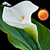 Calla Flower Clock Widget app for free