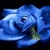 Blue Butterfly Rose Live Wallpaper icon
