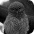 Funny Owl LWP icon