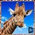 Ultimate Giraffe Simulator icon