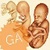 Gestational Age app for free