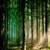 amazing forest hd wallpaper icon