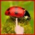 Ladybug Lucky Charm Water LWP icon