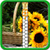 Sunflower Zipper Lock Screen Free icon