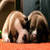 Dogs For Beginners icon