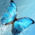 Beauty Butterfly Wallpaper icon