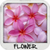 Flower Wallpapers free icon