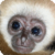 Monkeys : Funny Wild Animals app for free