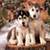 Siberian Husky Live Wallpaper Free icon