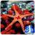 3D Starfish Live Wallpaper icon