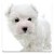 Dog Wallpapers Android 3x icon