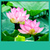 Free Lotus Live Wallpapers icon