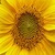 Beautiful Sunflower Live Wallpaper icon