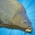 Carp Fishing Simulator alternate icon