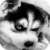 Cute Husky Puppy Live Wallpaper icon
