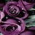 Purple Roses Lwp icon