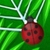 Bugs Line Puzzle icon