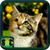 Free Download Cat Wallpapers icon