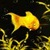 Yellow Fish Bubble Live Wallpaper icon