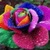 Rainbow Rose live Wallpape icon