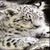 Leopard Baby live wallpaper icon