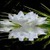 Nature White Lotus LWP icon