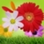 Spring Flowers HD icon