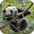 Panda Live Wallpaper 3D icon