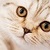 Cute Cats HD Wallpaper Free icon