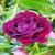 Pink Rose Beauty Lwp icon