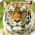 Beautiful Tiger Live Wallpaper HD icon