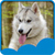 Latest Husky Live Wallpapers app for free