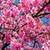 Sakura Flower Live Wallpaper Free icon