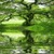 Nature Tree Live Wallpaper icon