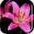 Blooming Flowers  Wallpaper icon