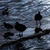 Birds on Lake Titicaca Live Wallpaper app for free
