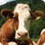 Zoo : Farm Animals Games app for free