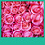 Pink Roses Live Wallpapers New icon