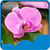 New Orchid Live Wallpapers icon