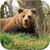 bear wallpaper hd app for free